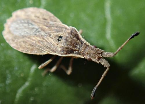 Réf. 251 269 : Spathocera lobata